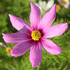 cosmo flower